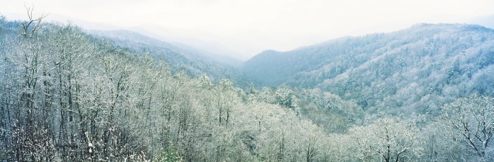Trees on mountain Newfound Gap Great Smoky Mountains National Park North Carolina USA Canvas Art - Panoramic Images (36 x 12)
