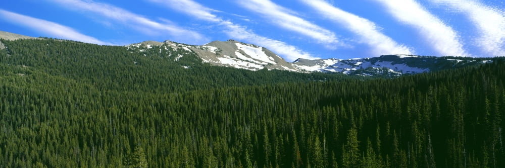 Trees on mountain Rendezvous Mountain South Fork Granite Canyon Grand Teton National Park Wyoming USA Canvas Art - Panoramic Images (27 x 9)