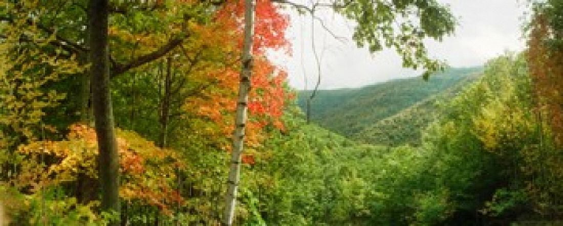 Trees on mountain during autumn Kaaterskill Falls area Catskill Mountains New York State USA Canvas Art - Panoramic Images (15 x 6)