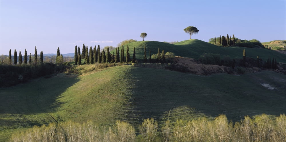 Trees on rolling green hills Tuscany Italy Canvas Art - Panoramic Images (12 x 24)