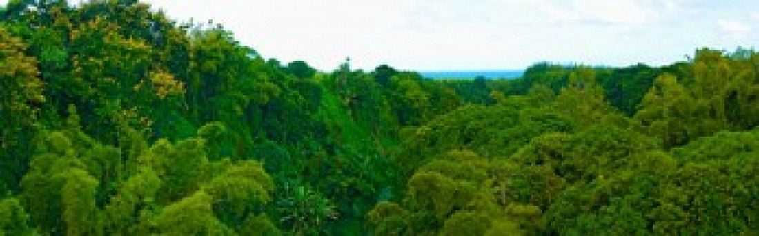 Trees on the bay Rempart and Mamelles peaks Tamarin Bay Mauritius island Mauritius Canvas Art - Panoramic Images (36 x 12)