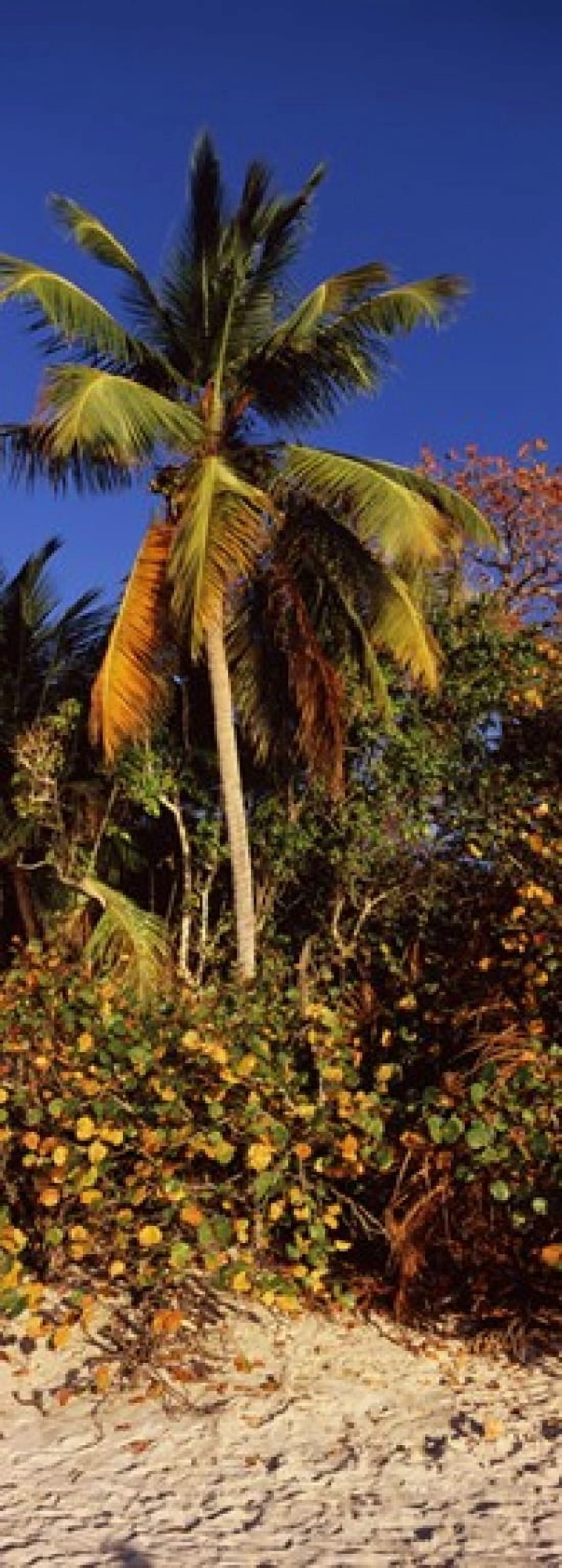 Trees on the beach Cinnamon Bay Virgin Islands National Park St John US Virgin Islands Canvas Art - Panoramic Images (36 x 13)