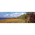 thumbnail image 1 of Trees on the coast, Barrier Islands, Chincoteague, Accomack County, Virginia, USA Poster Print by Panoramic Images (36 x 12), 1 of 1