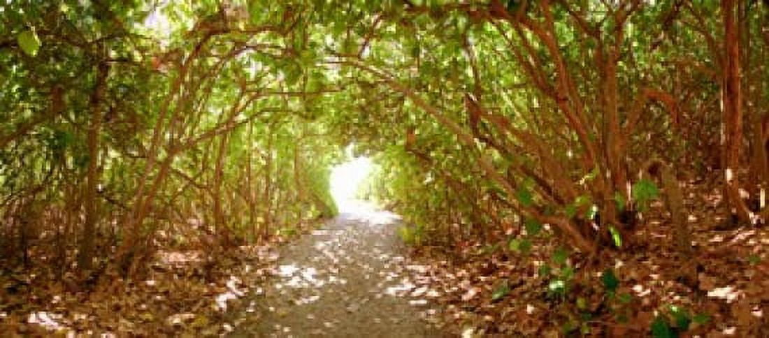 Trees on the entrance of a beach Delray Beach Palm Beach County Florida USA Canvas Art - Panoramic Images (15 x 7)