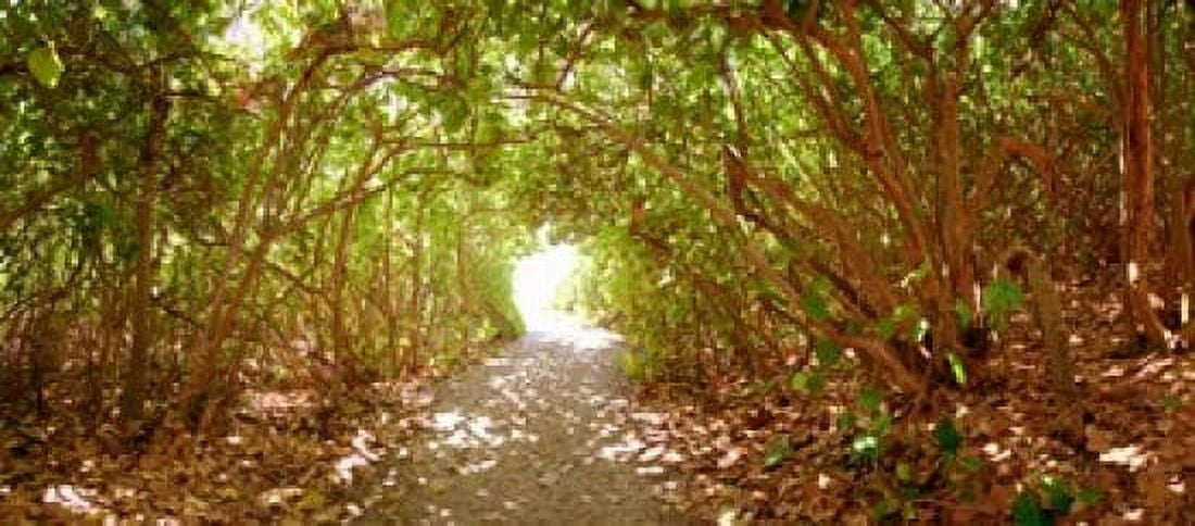 Trees on the entrance of a beach Delray Beach Palm Beach County Florida USA Canvas Art - Panoramic Images (30 x 14)
