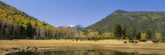 Trees on the mountainside Kachina Peaks Wilderness Flagstaff Arizona USA Canvas Art - Panoramic Images (36 x 12)