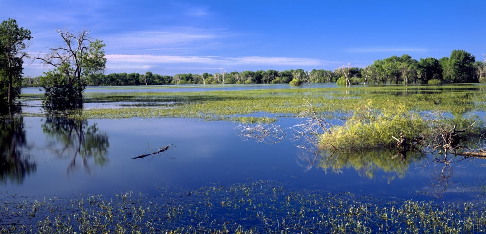Trees on wetlands at Barr Lake State Park Adams County Colorado USA Canvas Art - Panoramic Images (27 x 9)