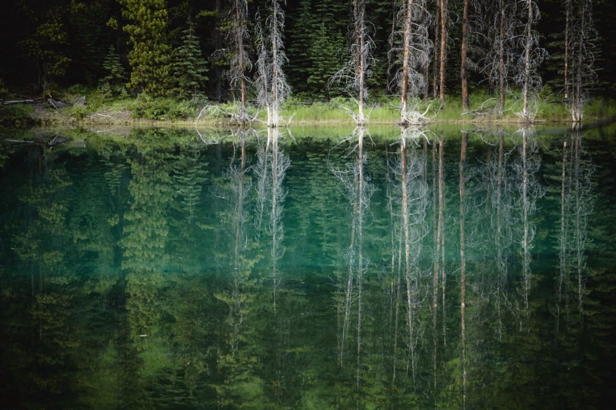 Trees reflected in the blue-green water of a small spring fed pond jasper national parkAlberta canada Canvas Art - Joel Koop Design Pics (19 x 12)