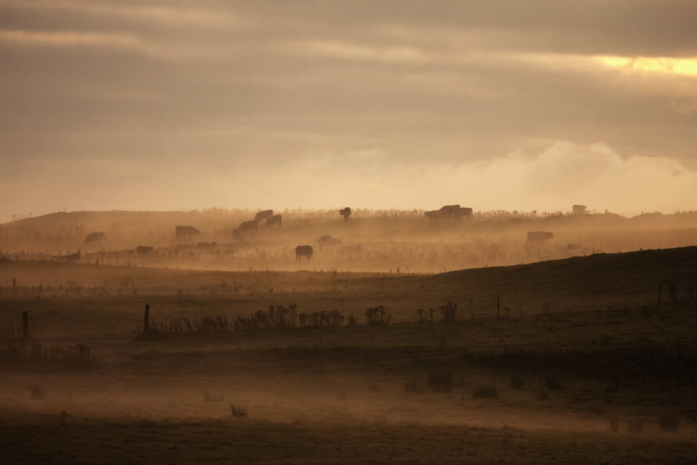Trees scattered over the hills in the fog at sunsetDumfries and galloway scotland Canvas Art - John Short Design Pics (19 x 12)