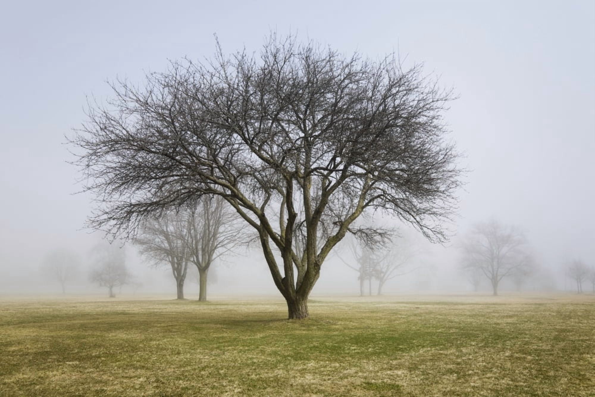 Trees shrouded in mist in springtime ontario canada Canvas Art - Mary Ellen McQuay Design Pics (19 x 12)