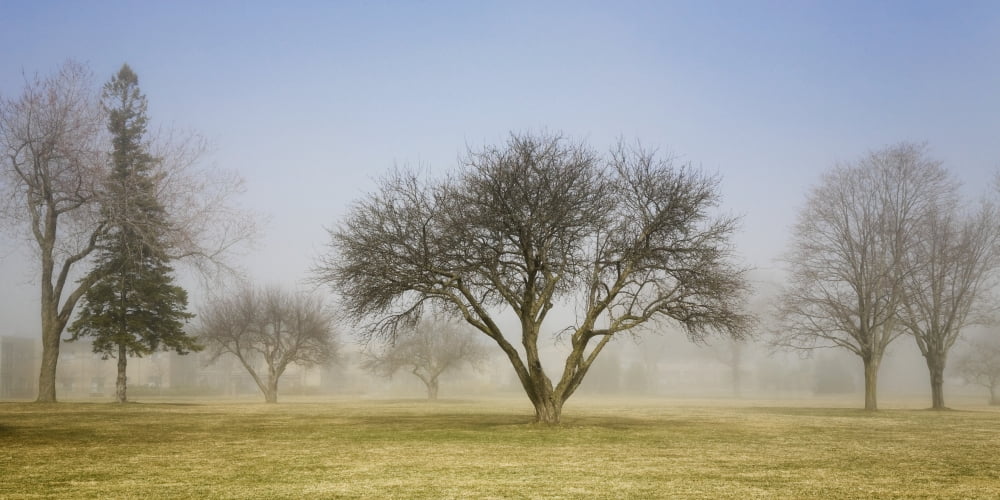 Trees shrouded in mist in springtime ontario canada Canvas Art - Mary Ellen McQuay Design Pics (21 x 10)