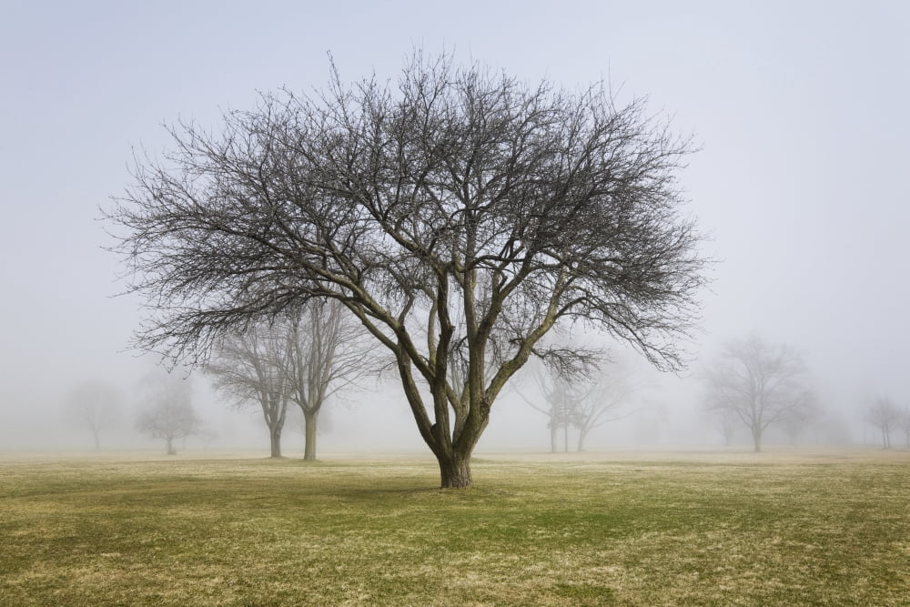 Trees shrouded in mist in springtime ontario canada Canvas Art - Mary Ellen McQuay Design Pics (38 x 24)