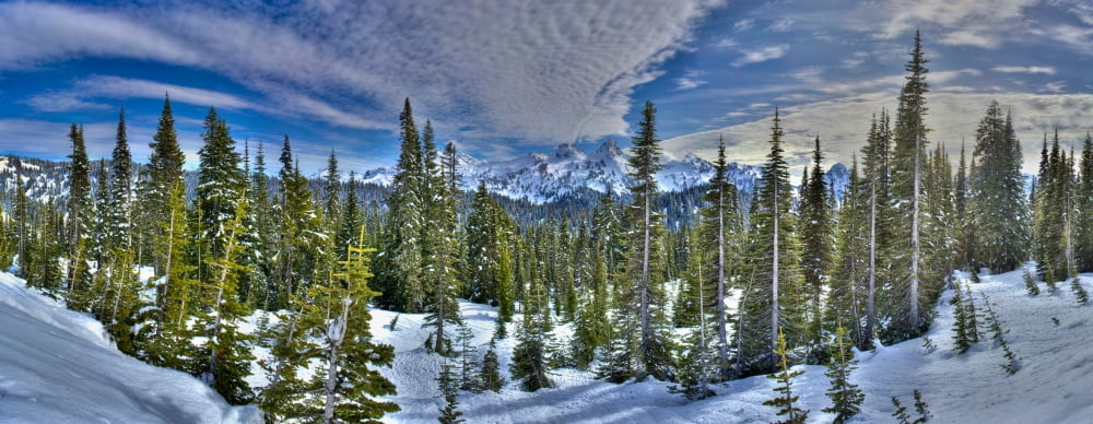 Trees on a snow covered landscape with mountain in the background Mount Rainier Mount Rainier National Park Washington State USA Canvas Art - Panoramic Images (12 x 30)