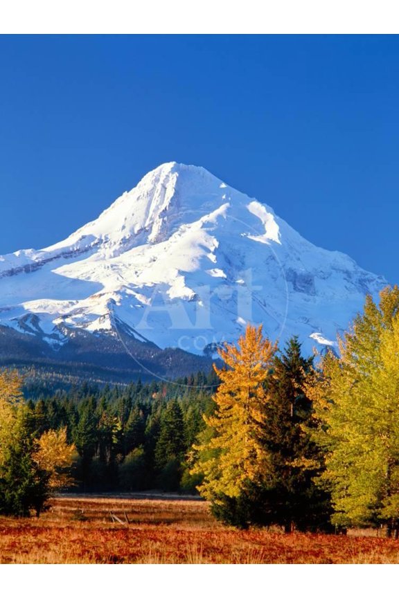 Trees with snowcapped mountain range in the background, Mt Hood, Upper Hood River Valley, Hood R, Scenic Seasons Unframed Photographic Print Wall Art Sold by Art.Com