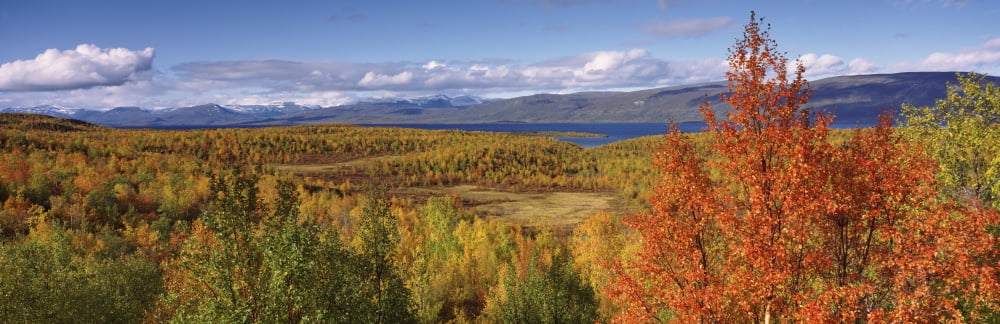 Trees with Tornetrask lake in autumn Abisko National Park Swedish Lapland Sweden Canvas Art - Panoramic Images (6 x 18)