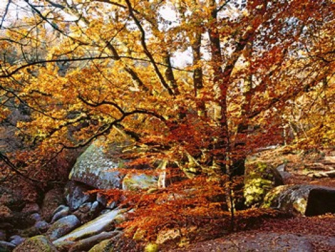 Trees with granite rock at Huelgoat forest in autumn Finistere Brittany France Canvas Art - Panoramic Images (36 x 28)
