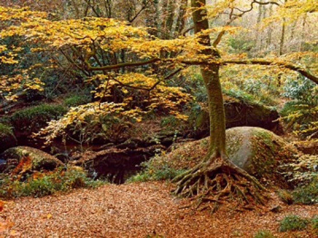 Trees with granite rock at Huelgoat forest in autumn Finistere Brittany France Canvas Art - Panoramic Images (36 x 28)