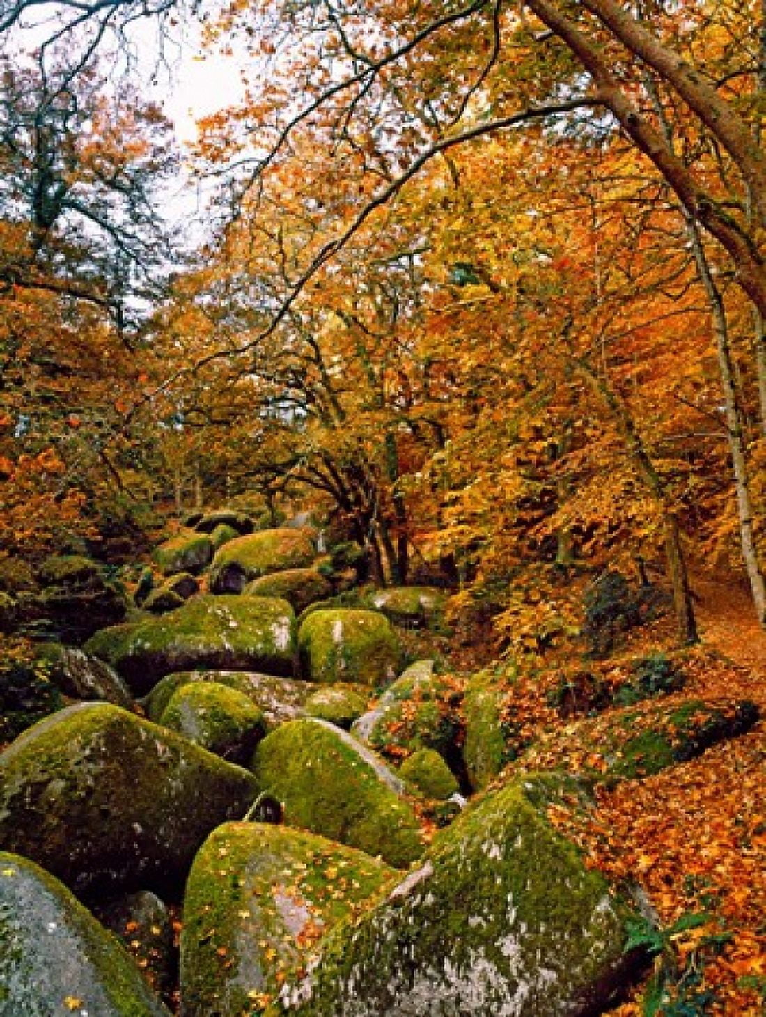 Trees with granite rocks at Huelgoat forest in autumn Finistere Brittany France Canvas Art - Panoramic Images (28 x 36)