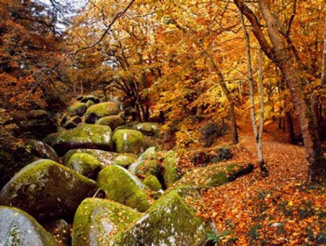 Trees with granite rocks at Huelgoat forest in autumn Finistere Brittany France Canvas Art - Panoramic Images (36 x 28)
