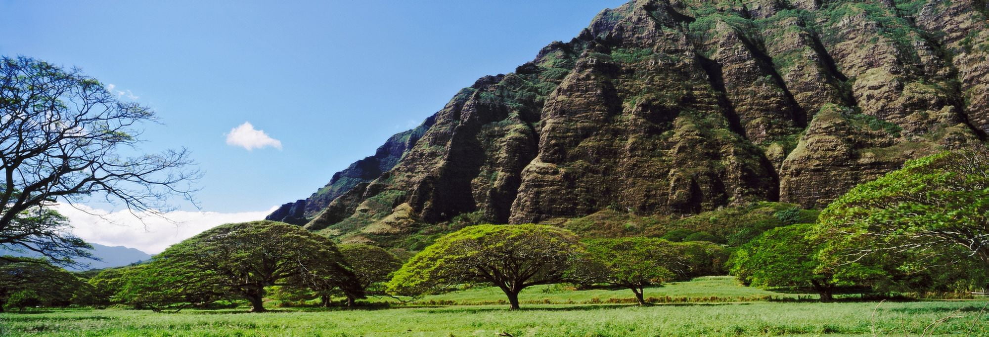 Trees with mountain in the background Oahu Hawaii USA Canvas Art - Panoramic Images (36 x 12)