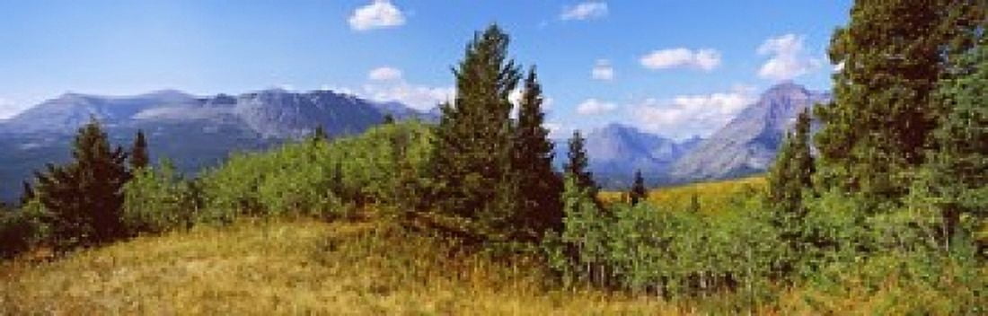 Trees with mountains in the background Looking Glass US Glacier National Park Montana USA Canvas Art - Panoramic Images (18 x 6)