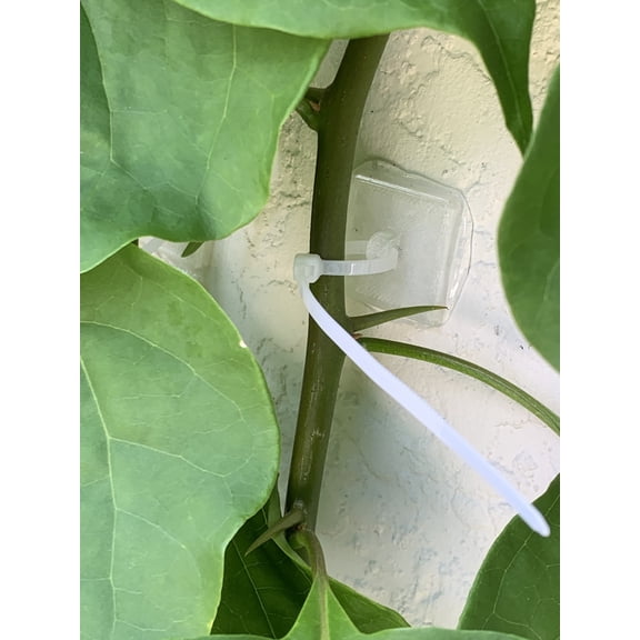 Trellis Anchors 50 Pack Clear Adhesive No-Drill Climbing Plant Vine Support