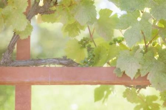 Trellis Canvas Art - Roberta Murray (12 x 18)