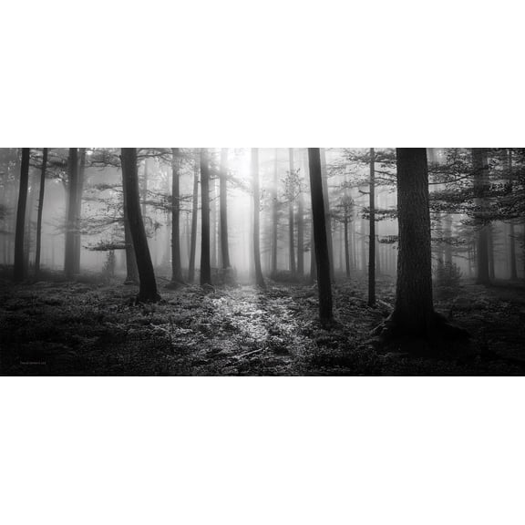Trend Setters Original (Foggy Woods) FilmPix Photo Insert P1808H092
