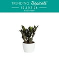 thumbnail image 1 of Trending Tropicals Live 10in. Tall Black Raven ZZ Plant; 6in. Ceramic Pot, 1 of 6