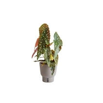 Trending Tropicals Live Indoor Plant Begonia Maculata in Self-Watering 6in Pot