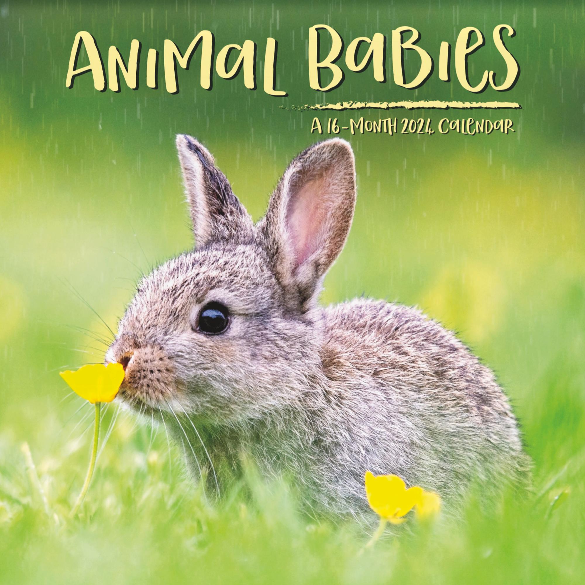 Trends International 2024 Animal Babies Wall Calendar Walmart Com   Trends International 2024 Animal Babies Wall Calendar 4cd085ec A7c7 48d5 9e0f 90ea6eb9ded1.9db56f58a84daac392f7da5eeb6c4d85 