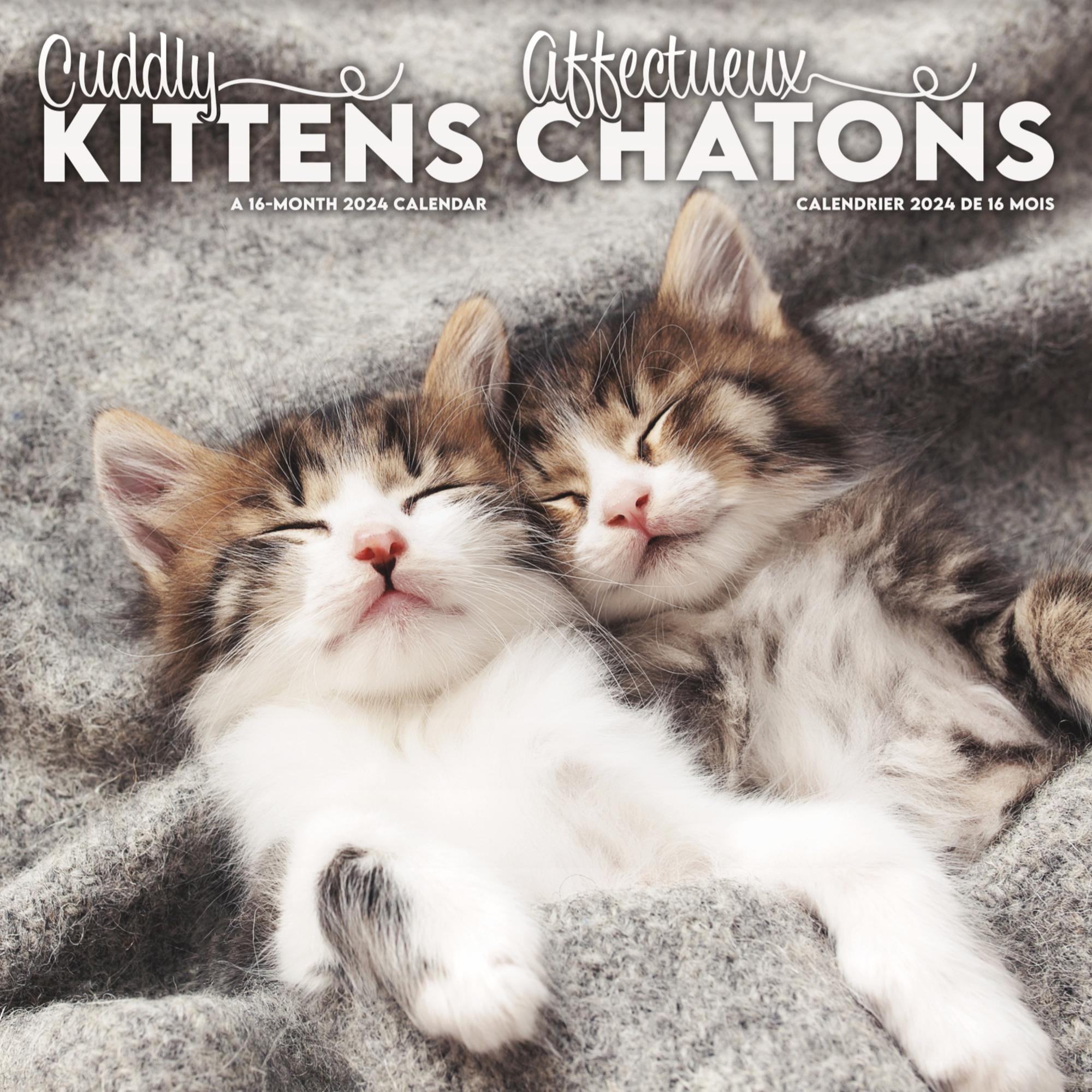 Kitten 2024 Cat Monthly Calender Kitty Gifts Wall Calendar Kitten Calendar  2024 