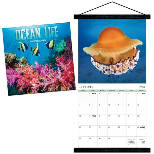 Trends International 2024 Ocean Life Wall Calendar & Frame