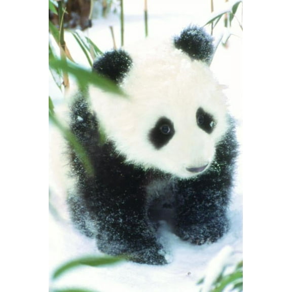 Trends International Animal - Panda Poster