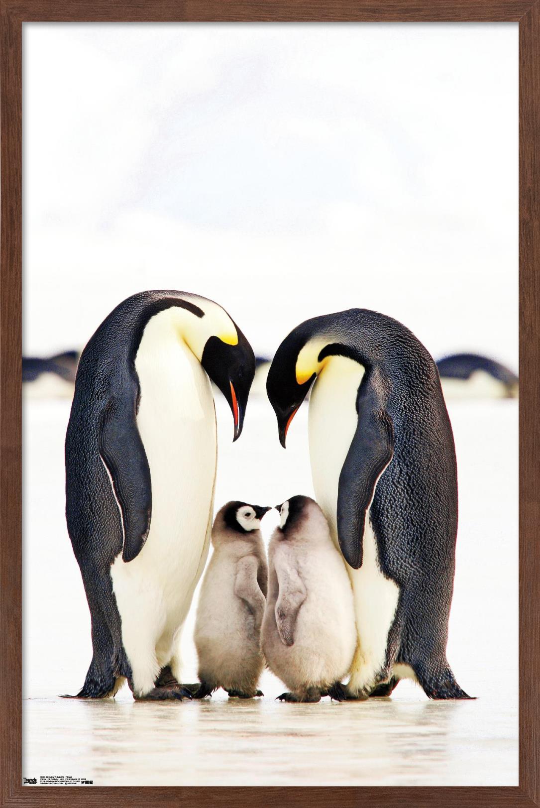 Trends International Animals & Insects Framed Poster