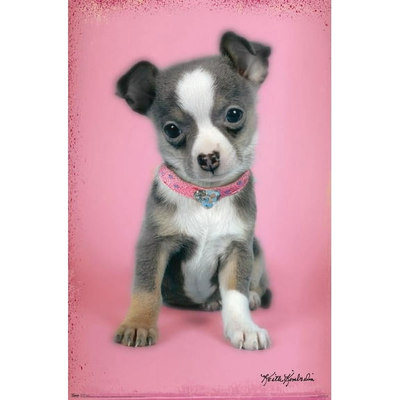 Trends International Kimberlin - Puppies Poster