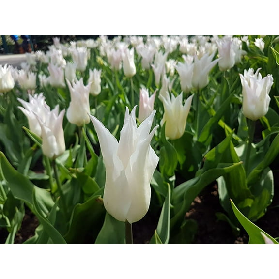 Tres Chic Lily Flowering Tulip - 12/+ cm Bulbs - 5 Bulbs - Pure White