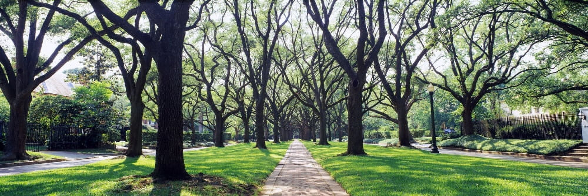 Tress in a park Canvas Art - Panoramic Images (27 x 9)
