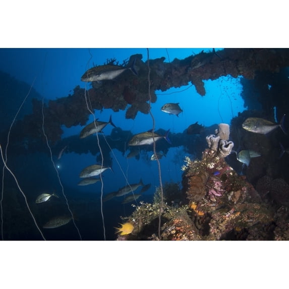 Trevally on the Seiko Maru shipwreck Truk Lagoon Micronesia Poster Print by Brandi Mueller/Stocktrek Images