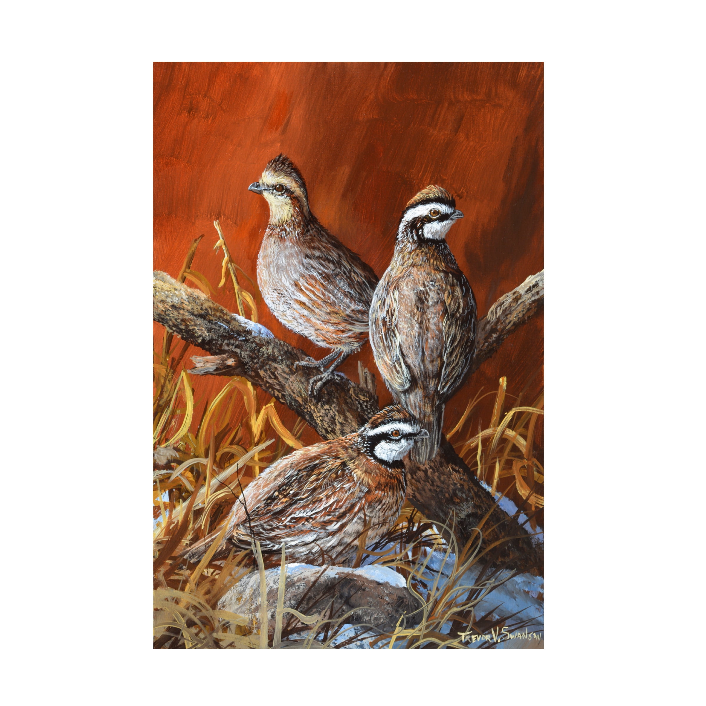 Trevor V. Swanson 'Bobwhite Trio 4' Canvas Art