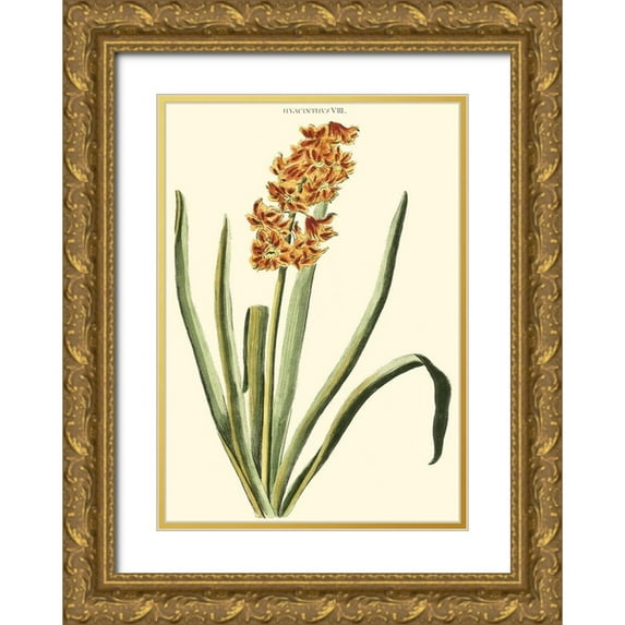 Trew, Christopher J. 11x14 Gold Ornate Wood Framed with Double Matting Museum Art Print Titled - Antique Hyacinth VIII