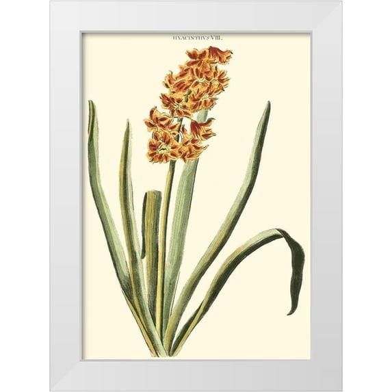 Trew, Christopher J. 24x32 White Modern Wood Framed Museum Art Print Titled - Antique Hyacinth VIII