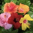 thumbnail image 1 of Tri Color Bloom Bash Hibiscus - 1 Live Plant in a 10 Inch Pot - Hibiscus Rosa Sinensis - Bright Colorful Dramatic Lush Patio Bush, 1 of 6