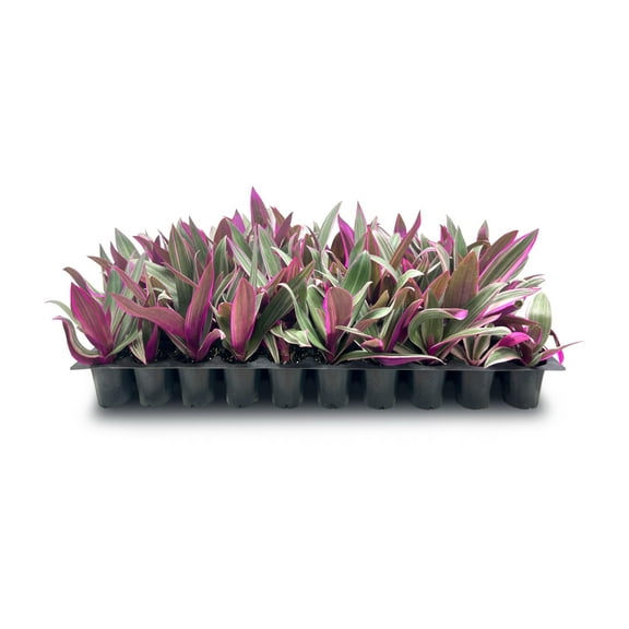 Tri Color Dwarf Oyster Plant  3 Live Plants  Tradescantia Spathacea 'Tricolor'  Indoor Outdoor Decorative Accent  Vibrant Foliage