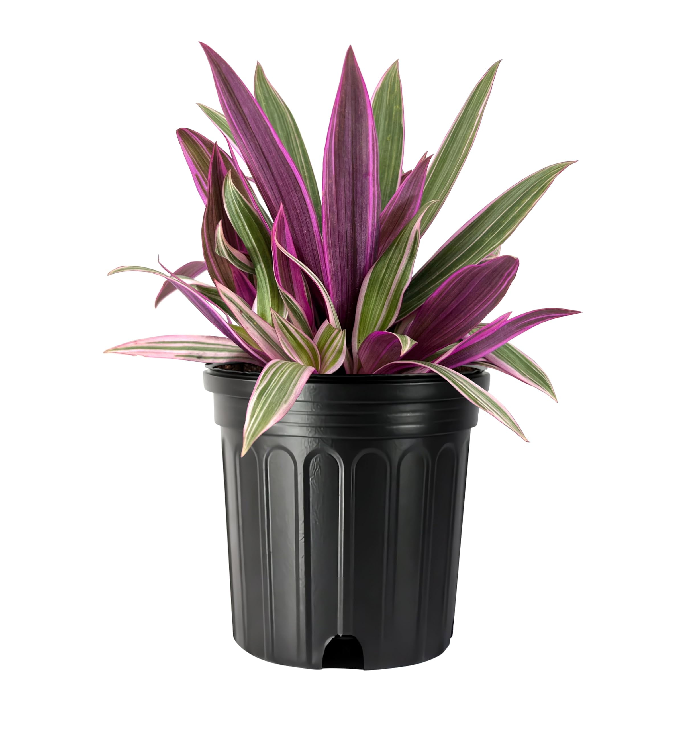 Tri-Color Oyster | 1 Large Gallon Size Plant | Tradescantia Spathacea |  Indoor Houseplant, Easy Care, Low Light Tolerant, Air Purifying, Colorful  Foliage, Tropical Accent, Fast Growing, Unique Leaves - Walmart.com