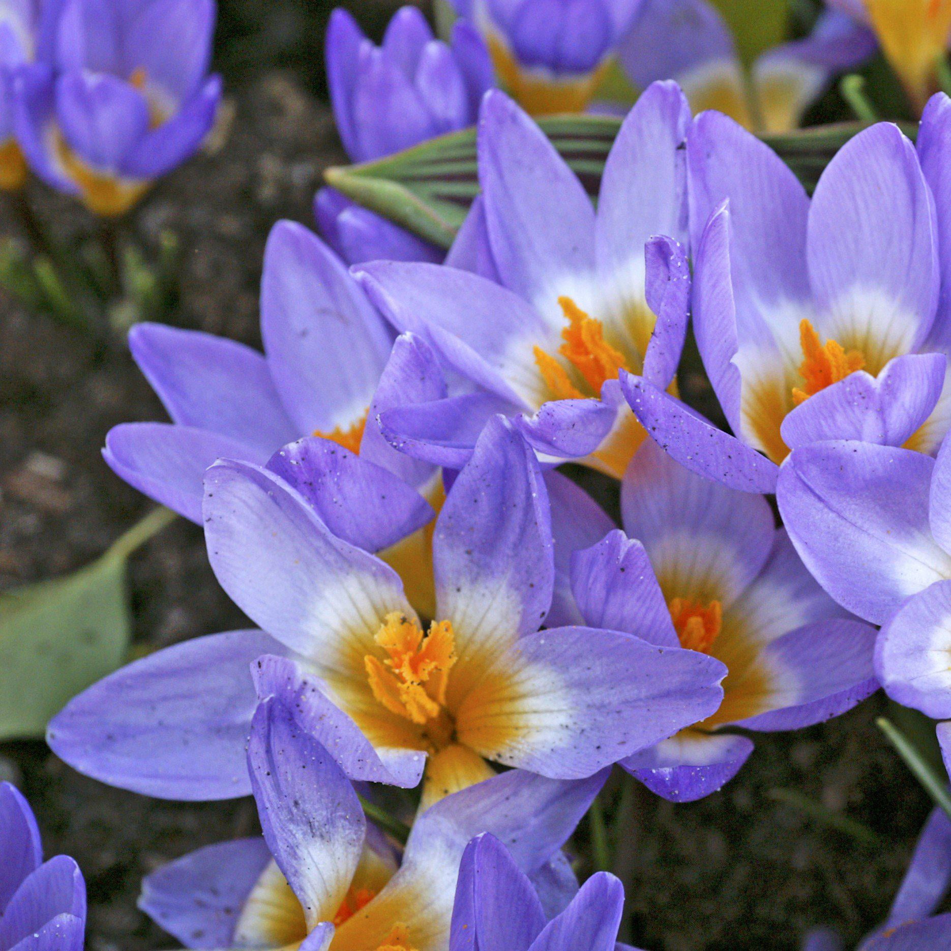 Tricolor Snow Crocus 20 Bulbs Very Hardy! 5/+ cm Bulbs