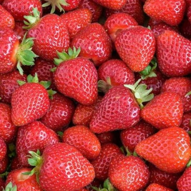TriStar Plants 15 Pack 'Albion' Strawberries Everbearing Bare