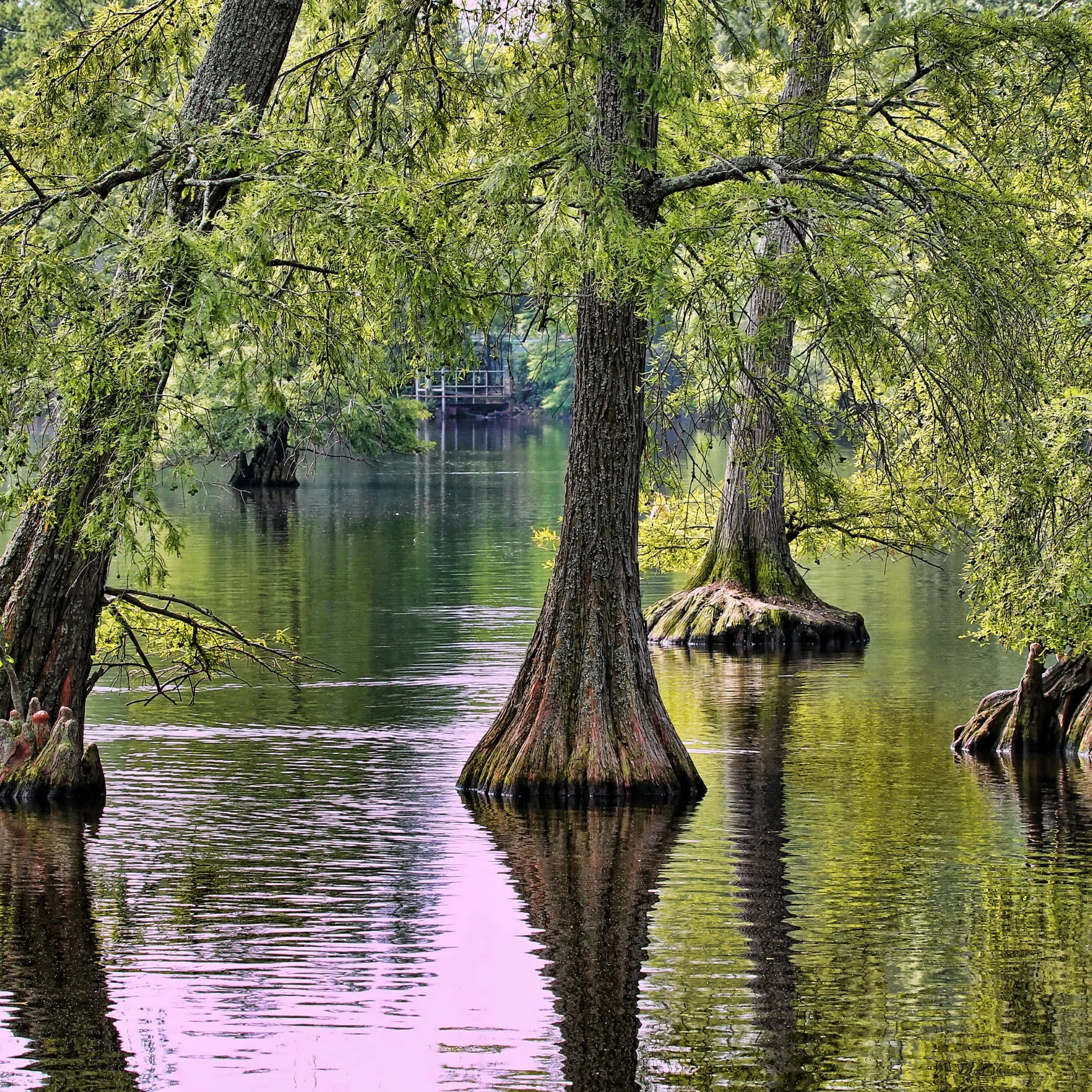 TriStar Plants Bald Cypress Tree, Taxodium distichum 1 Gallon Trade