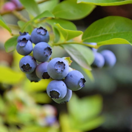 TriStar Plants - Blueberry 'Highbush - Sweetheart' (Vaccinium corymbosum) - Blueberry Shrub Live - 1 Gallon Trade Pot, Fast Growing Trees
