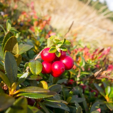 TriStar Plants - Cranberry Bush 'Ben Lear' - Vaccinium macrocarpon, Native Plant, Berry Shrub, Fast Growing Trees